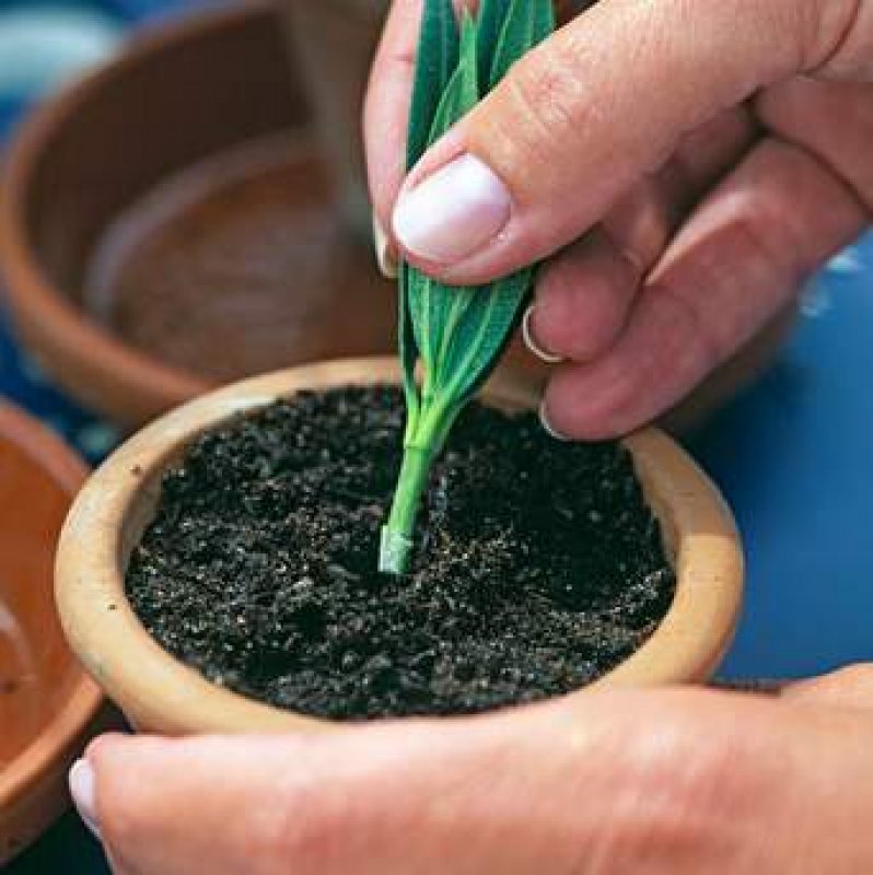 ako rozmnožovať oleandre pomocou odrezkov