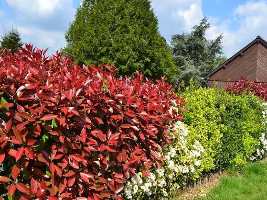 cervienka zivy plot photinia