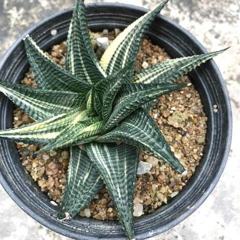 izbová rastlina svokrine jazyky