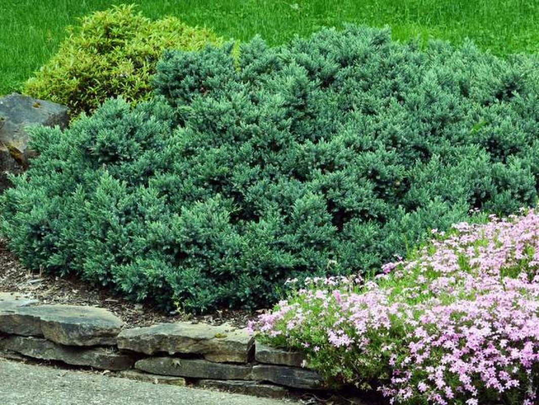 Borievka - ako si upravit zahradu