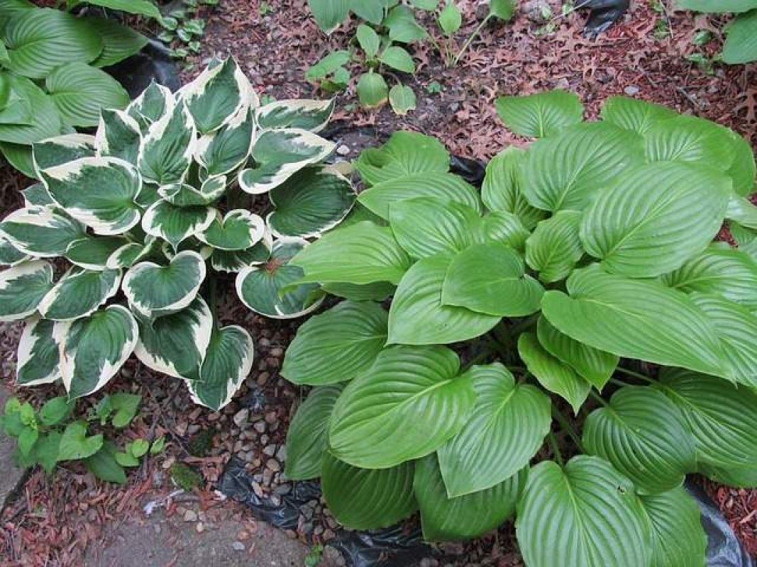 hosta - uprava zahrady okolo domu