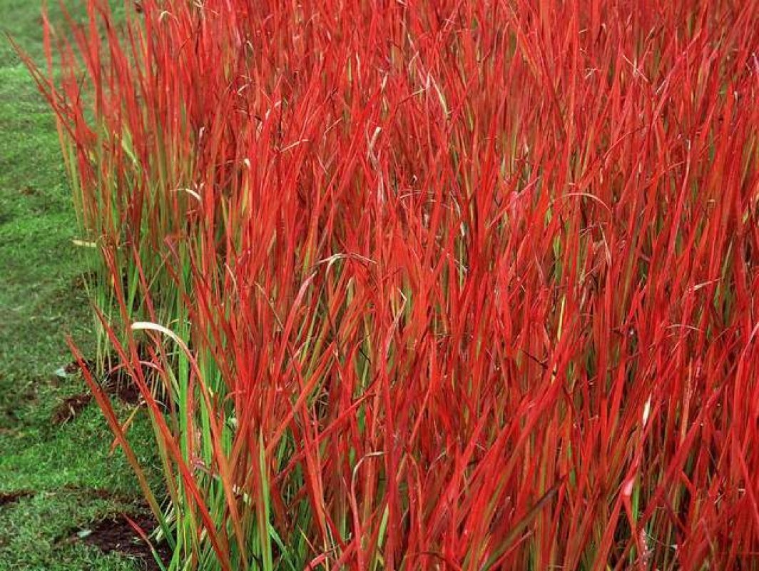 okrasné trávy červené