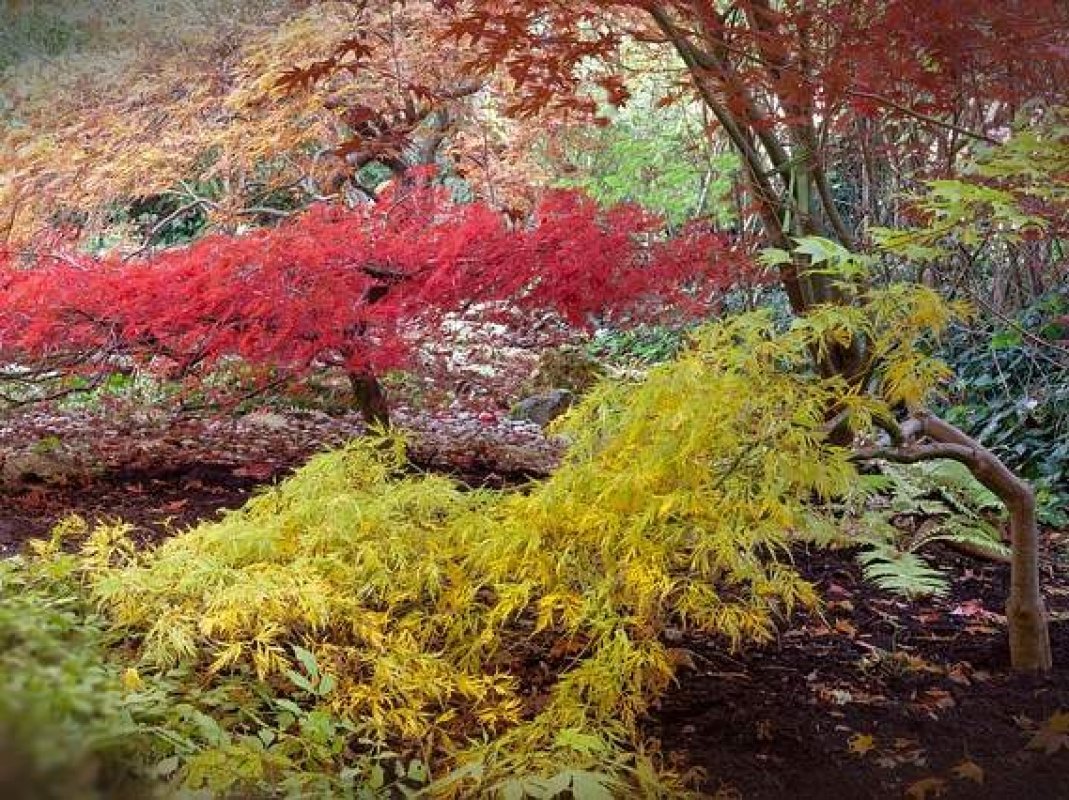 okrasné záhrady pred domom 
