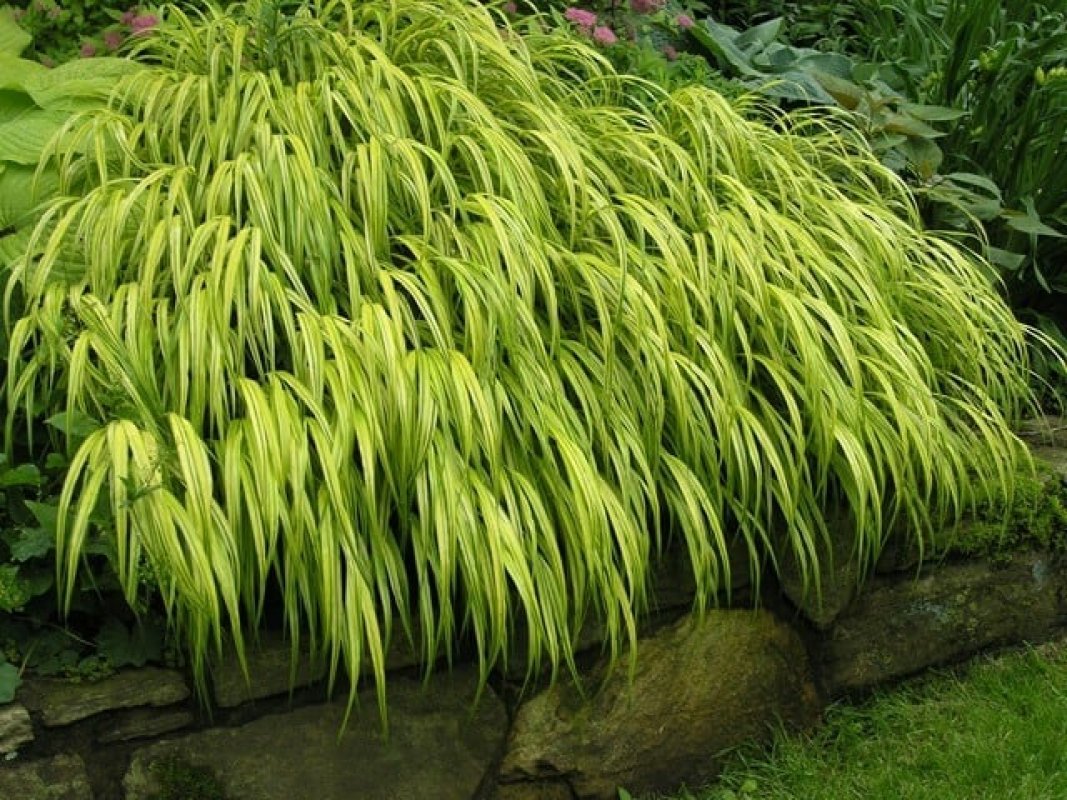 Rákosovka Hakonechloa macra do predzáhradky