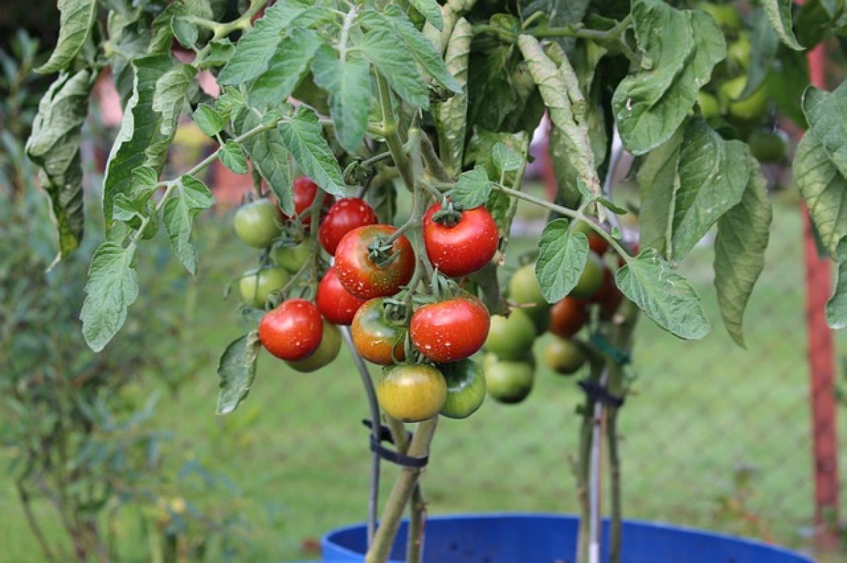 sadenie paradajok do vedra 