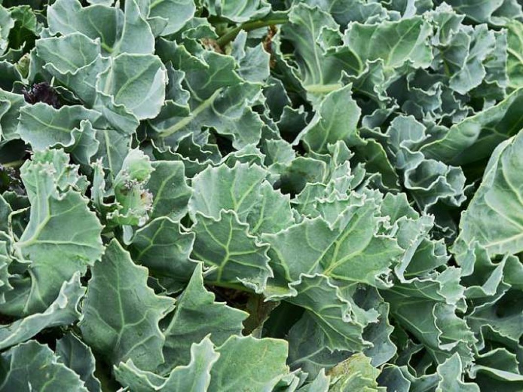 katran prímorský - viacročná listová zelenina