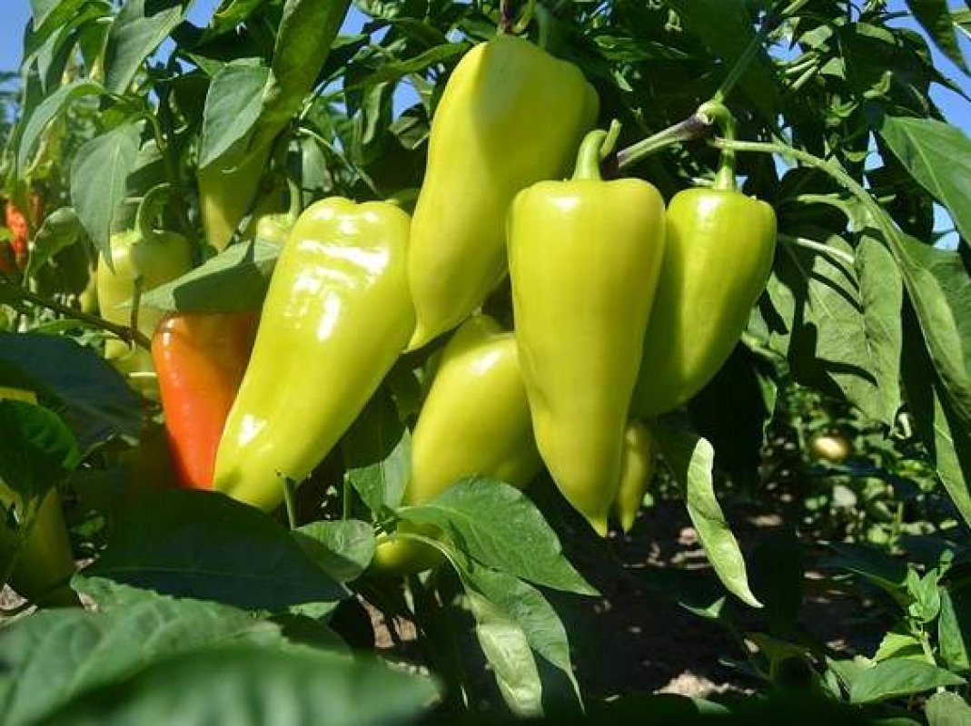 Produktívne pestovanie papriky od sadenia až po zber Chovatelahospodar.sk