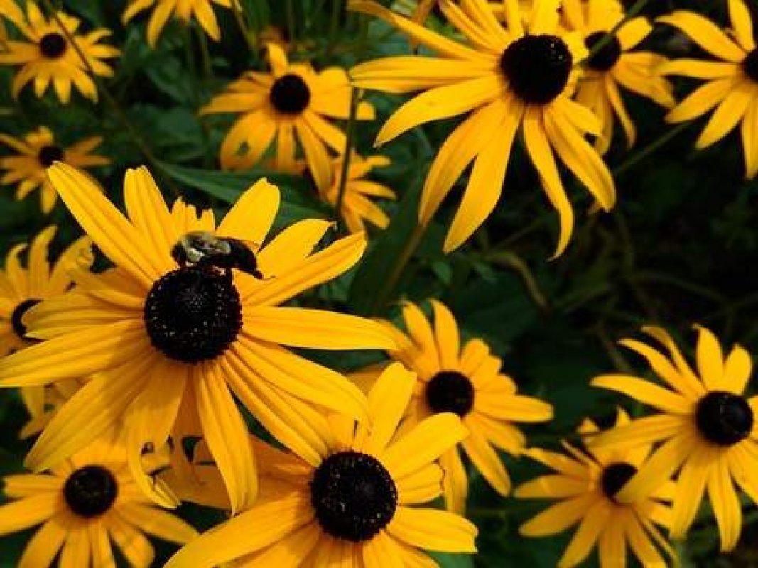 rudbekia - medonosná rastlina