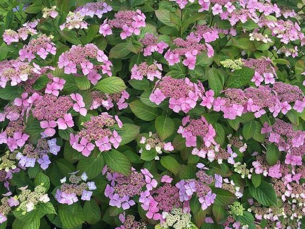 hydrangea lacecap