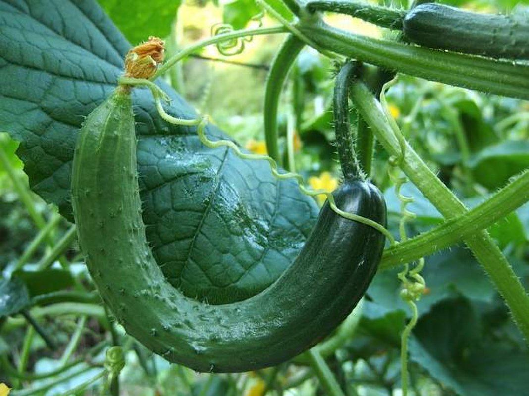 pestovanie šalátových uhoriek v skleníku 