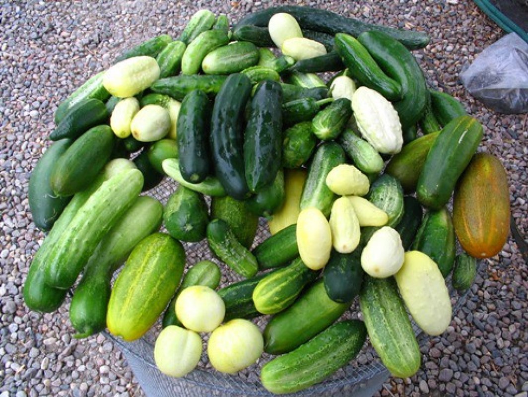 pestovanie rôznych odrôd uhoriek