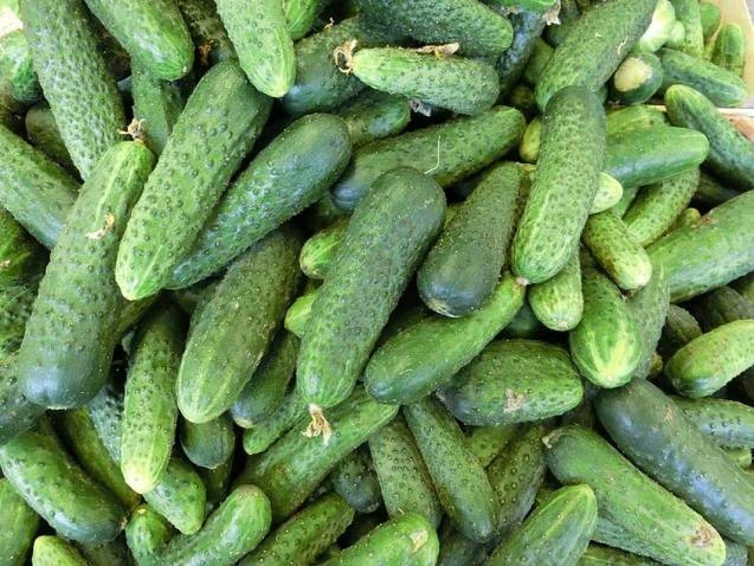 uhorky nakladačky pestovanie 