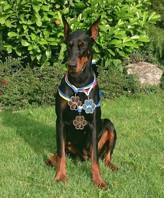 Thelma Tea Morgantina doberman