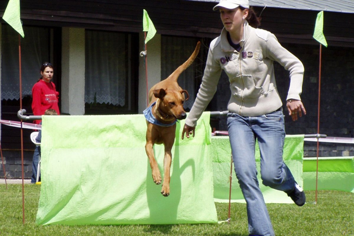 Rhodesian ridgeback, športové plemeno