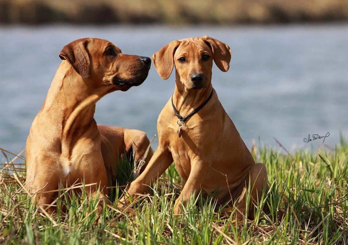 Rhodesian ridgeback