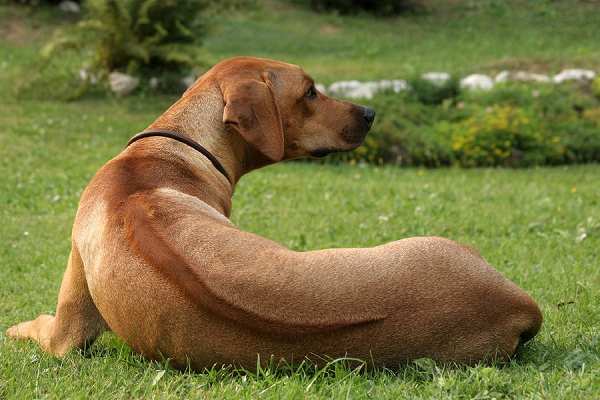 Ridge, plemenný znak rodézskeho ridgebacka