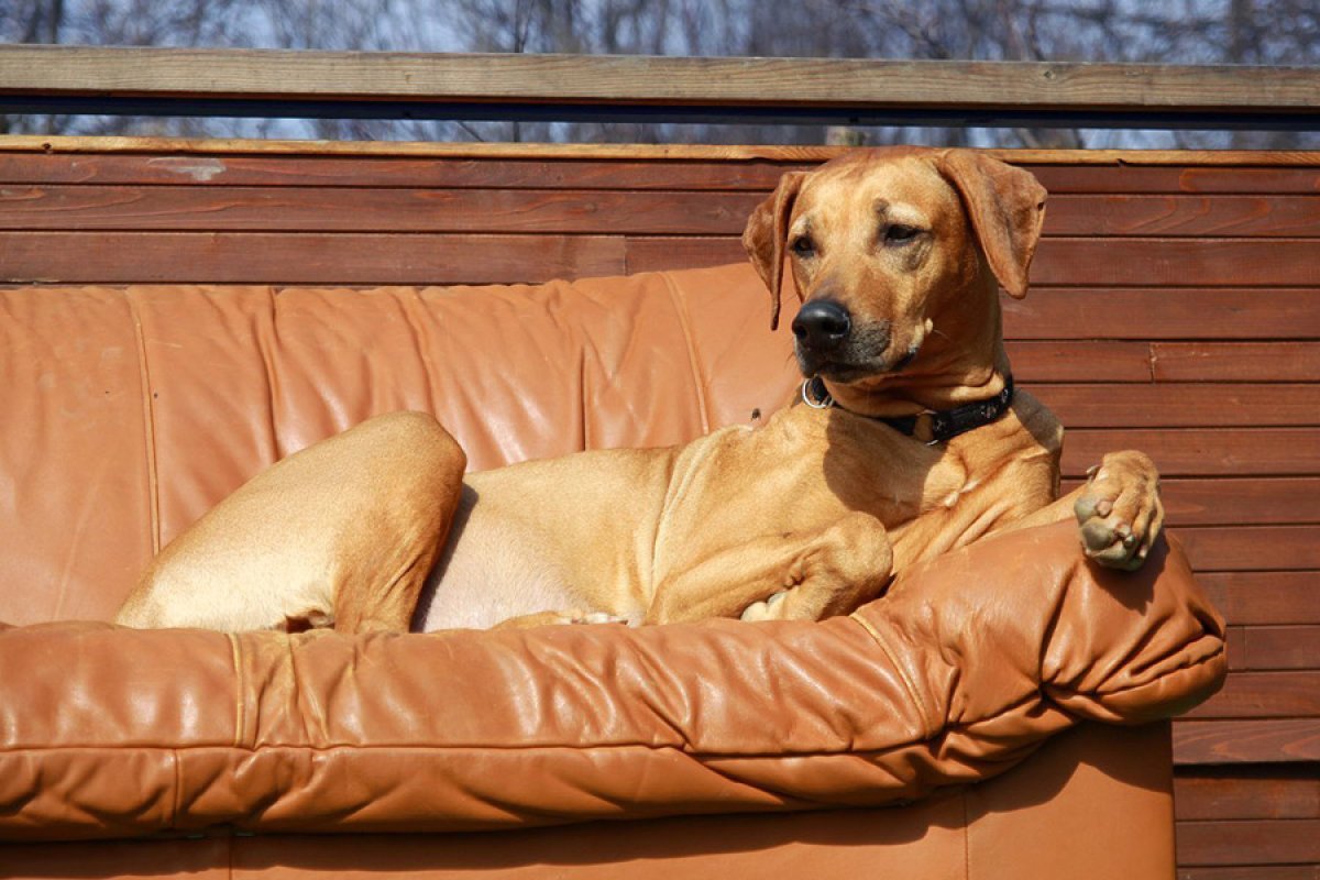 rodézsky ridgeback africký leví pes