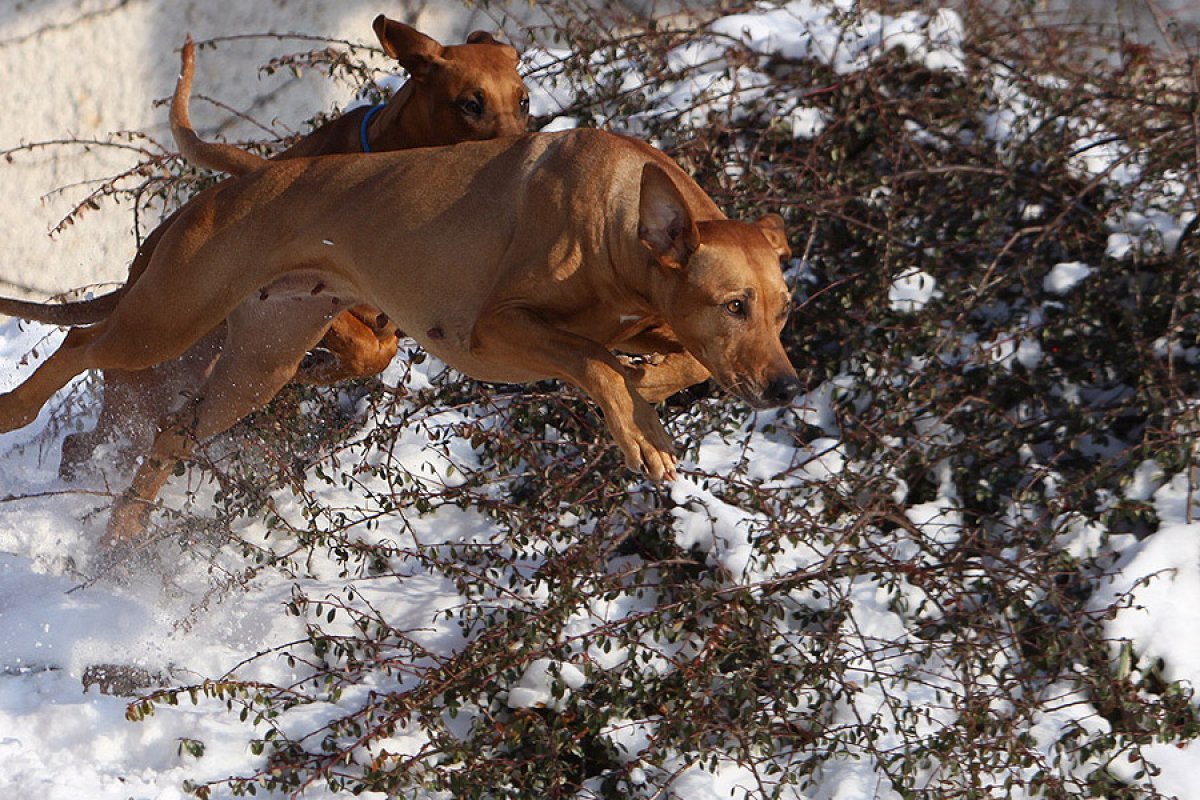 Rodézsky ridgeback pri hre