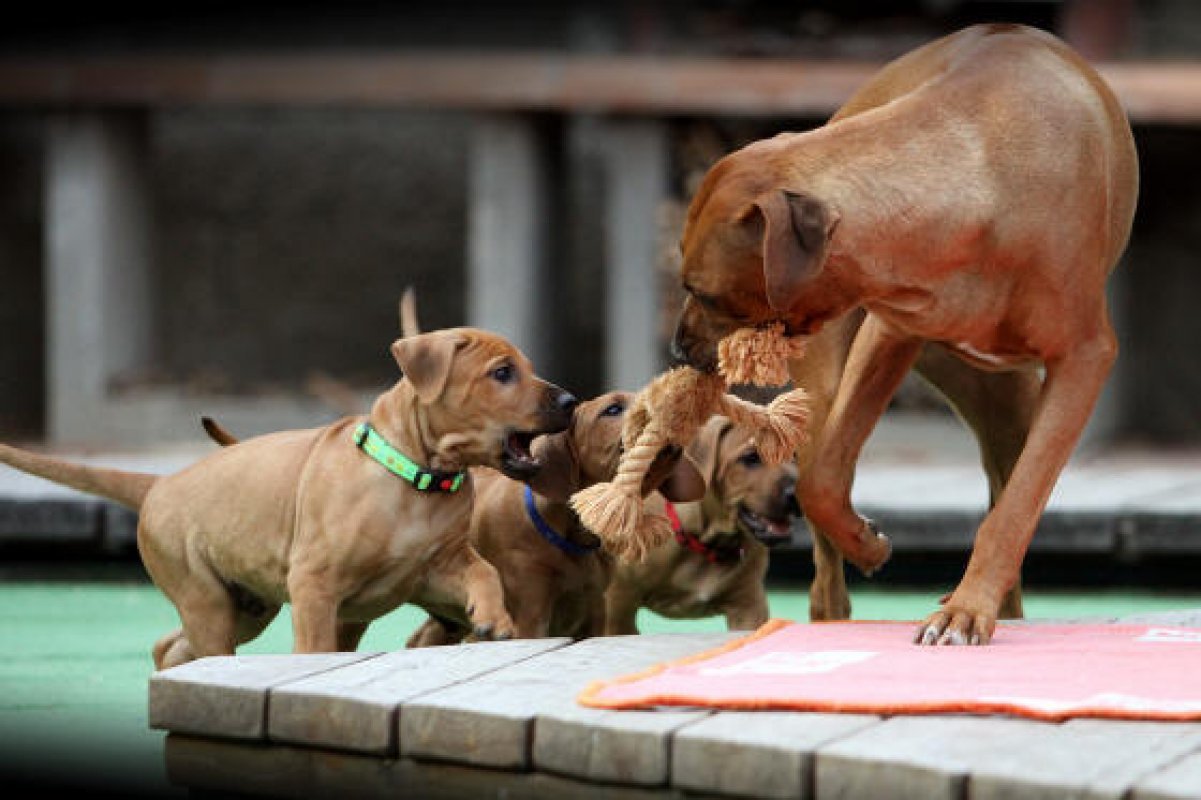 rodézsky ridgeback so šteniatkami