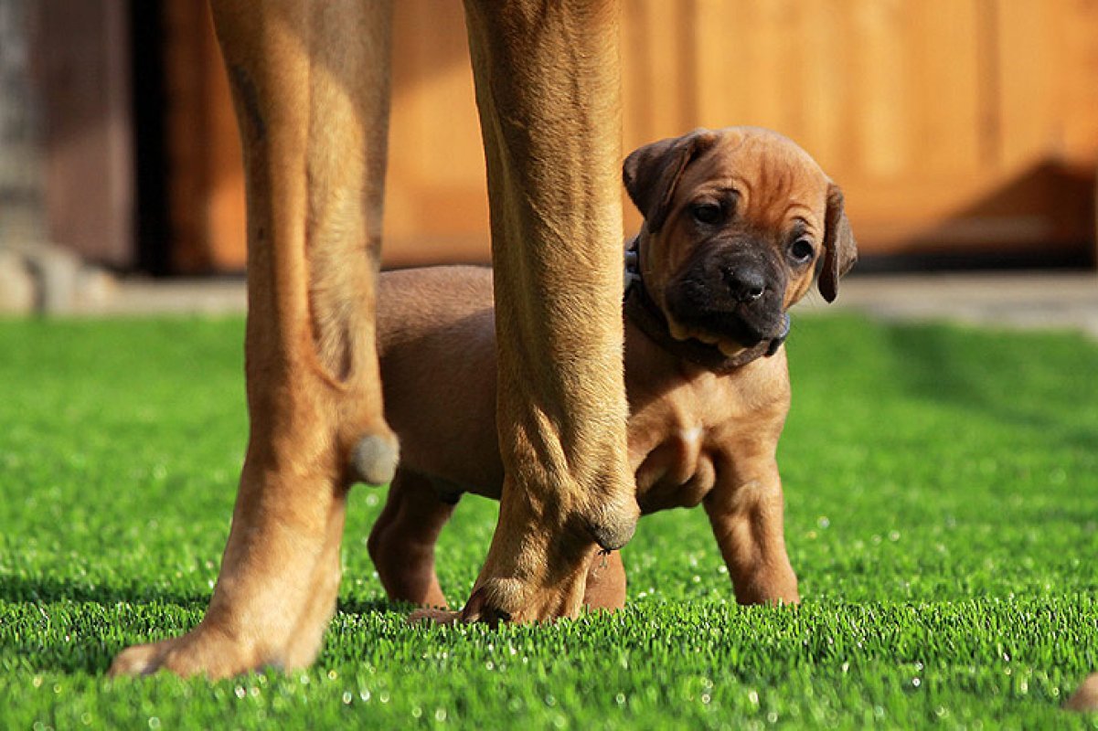 šteniatko rodézskeho ridgebacka