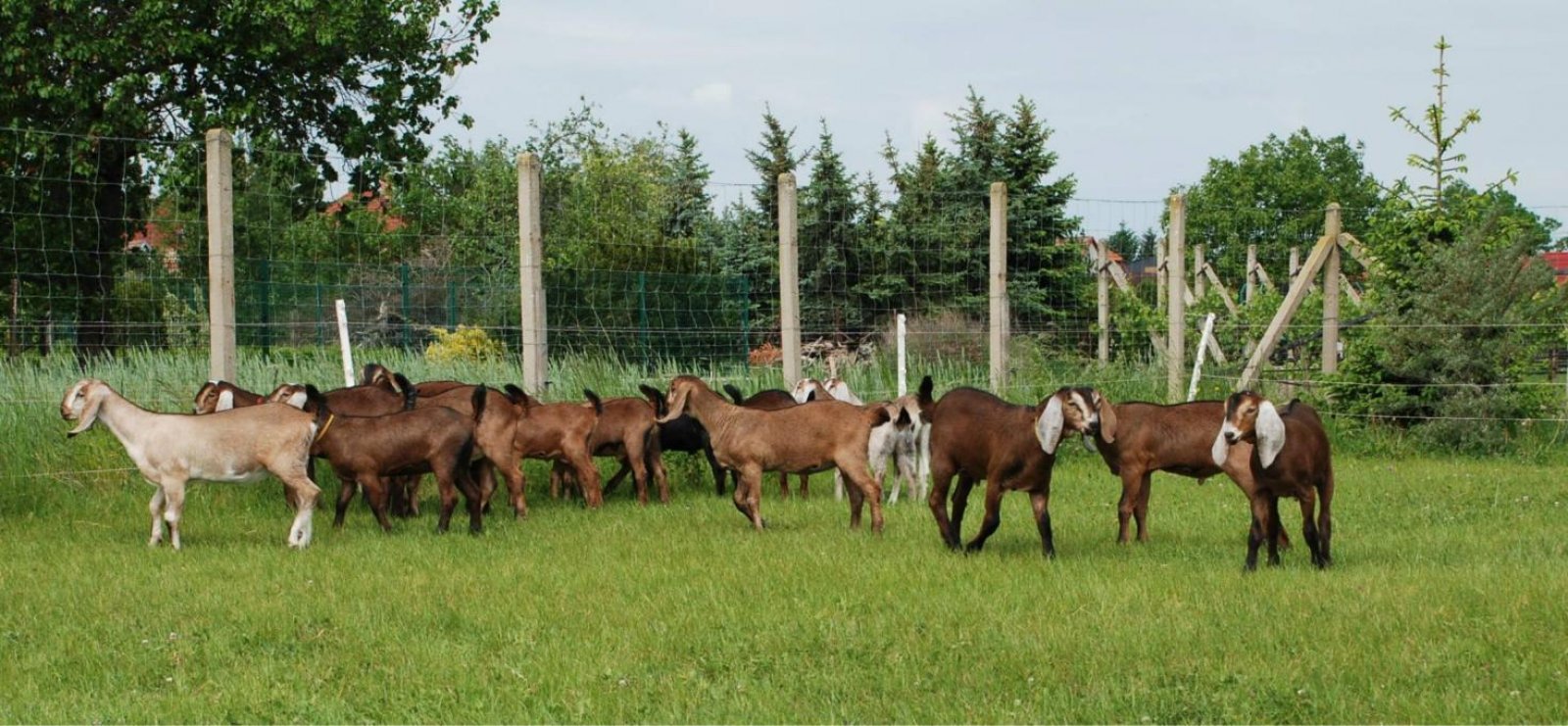 anglonúbijské kozy