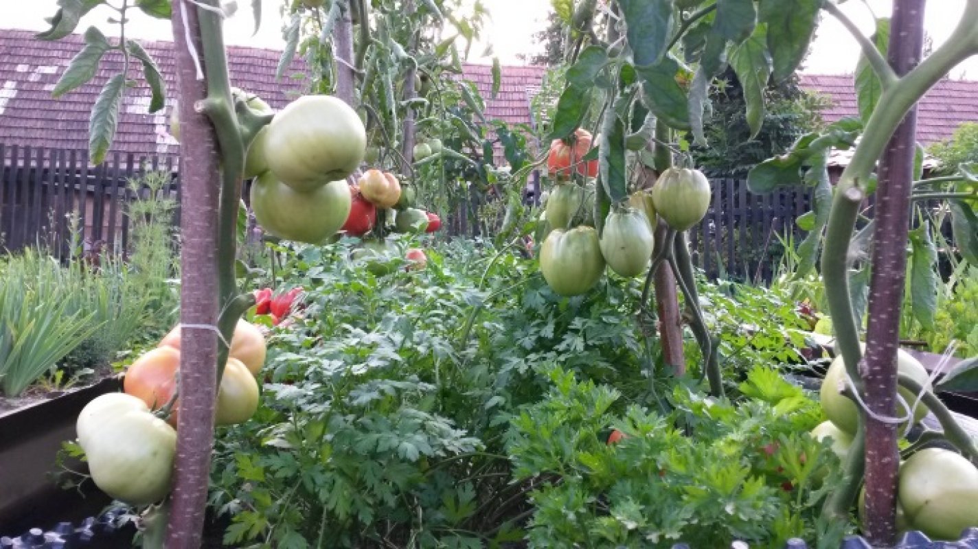 čo s čím sadiť v záhrade rajčiaky