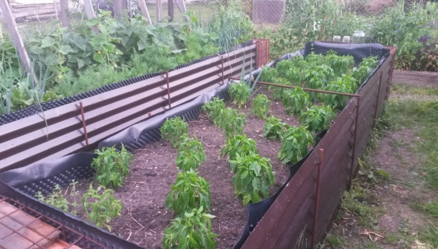 vhodné kombinácie zeleniny paprika