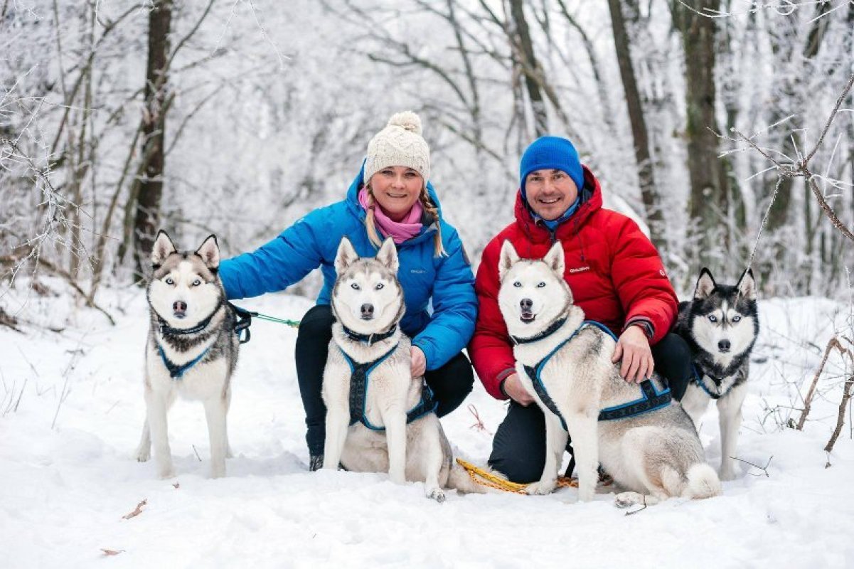 sibírksy husky starostlivosť