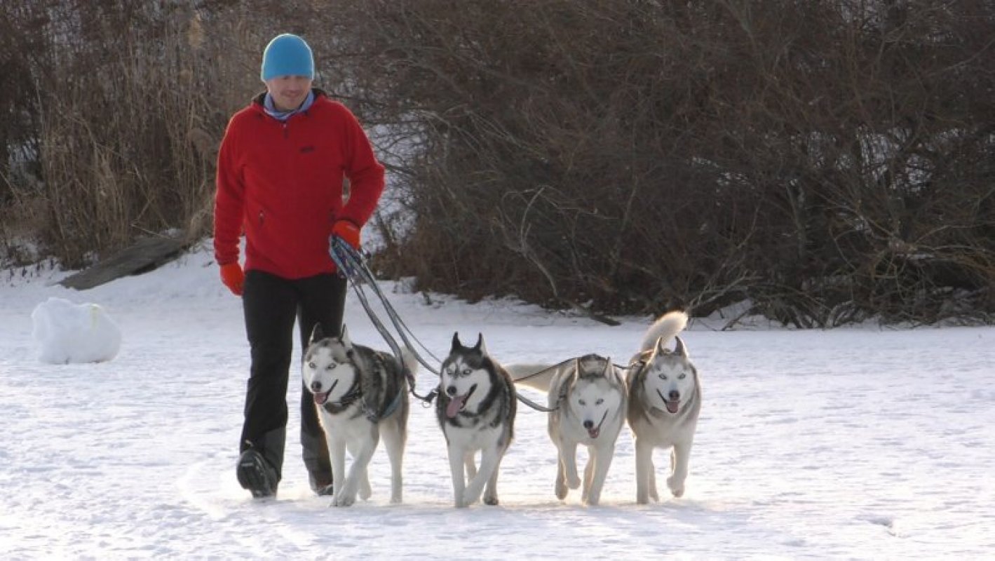 sibírksy husky chov pes