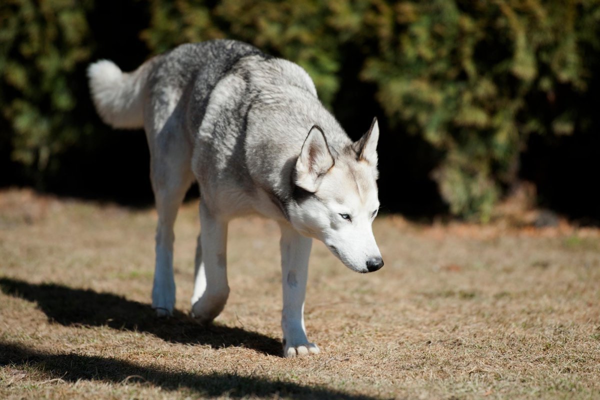 sibírsky husky pes