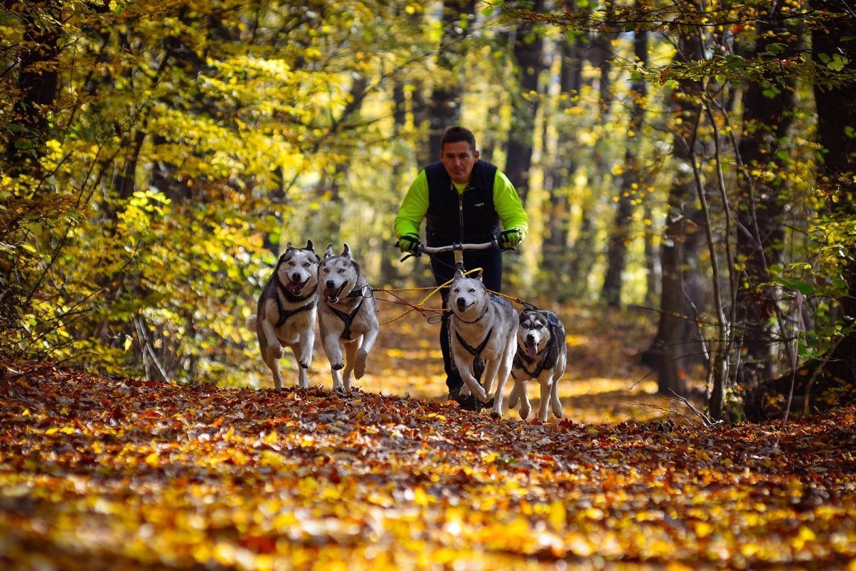 aktivity sibírksy husky