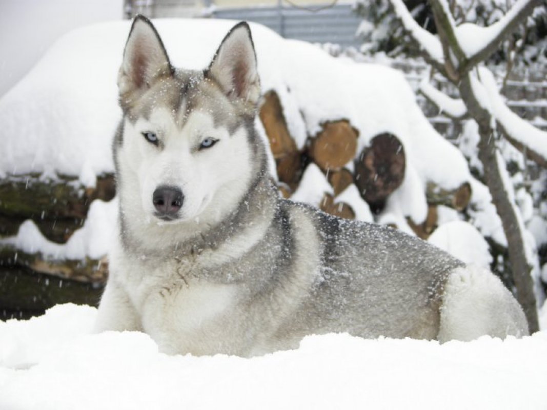 sibírsky husky povaha