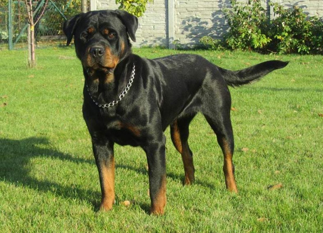 Rottweiler