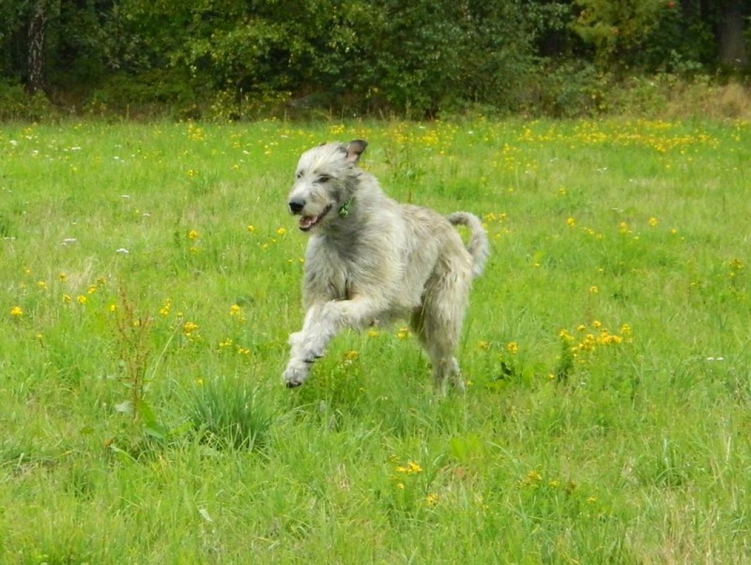 irsky vlkodav pes