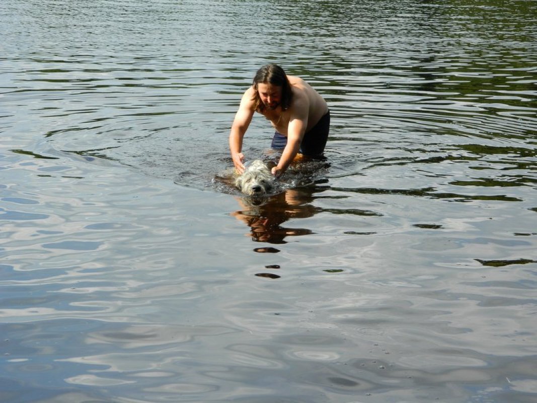 irsky vlkodav plavanie
