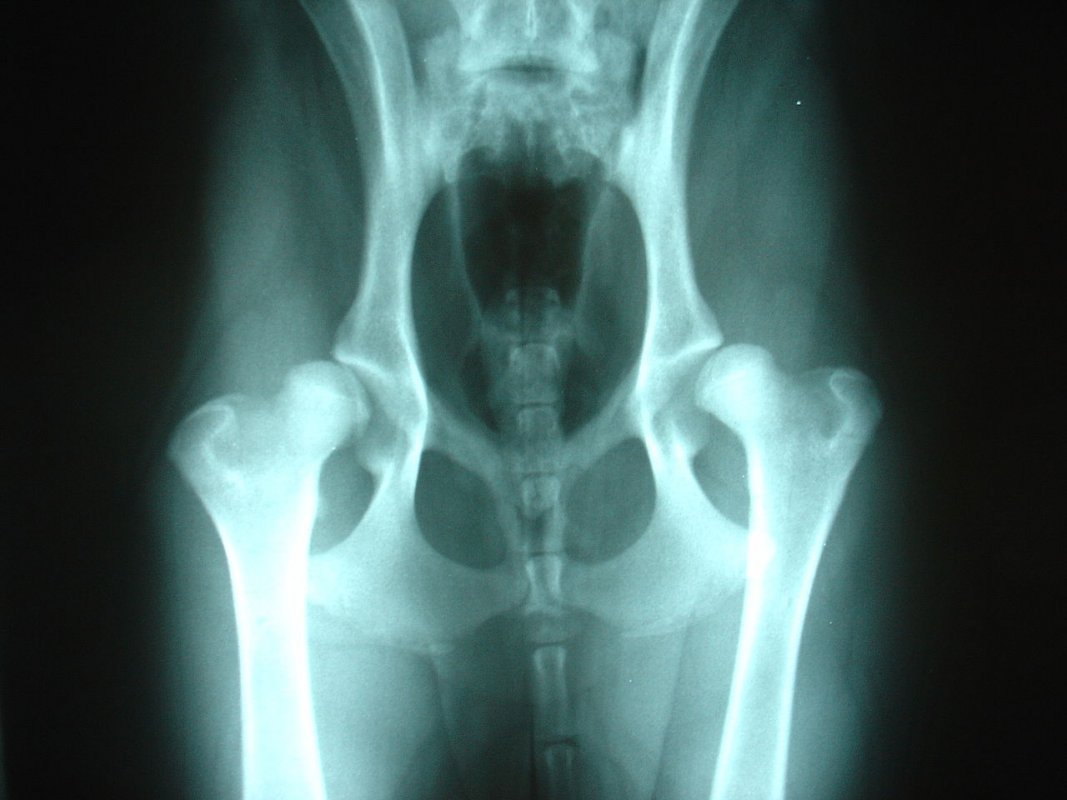 bolesti bedrových kĺbov psa následkom dysplázie bedrových kĺbov
