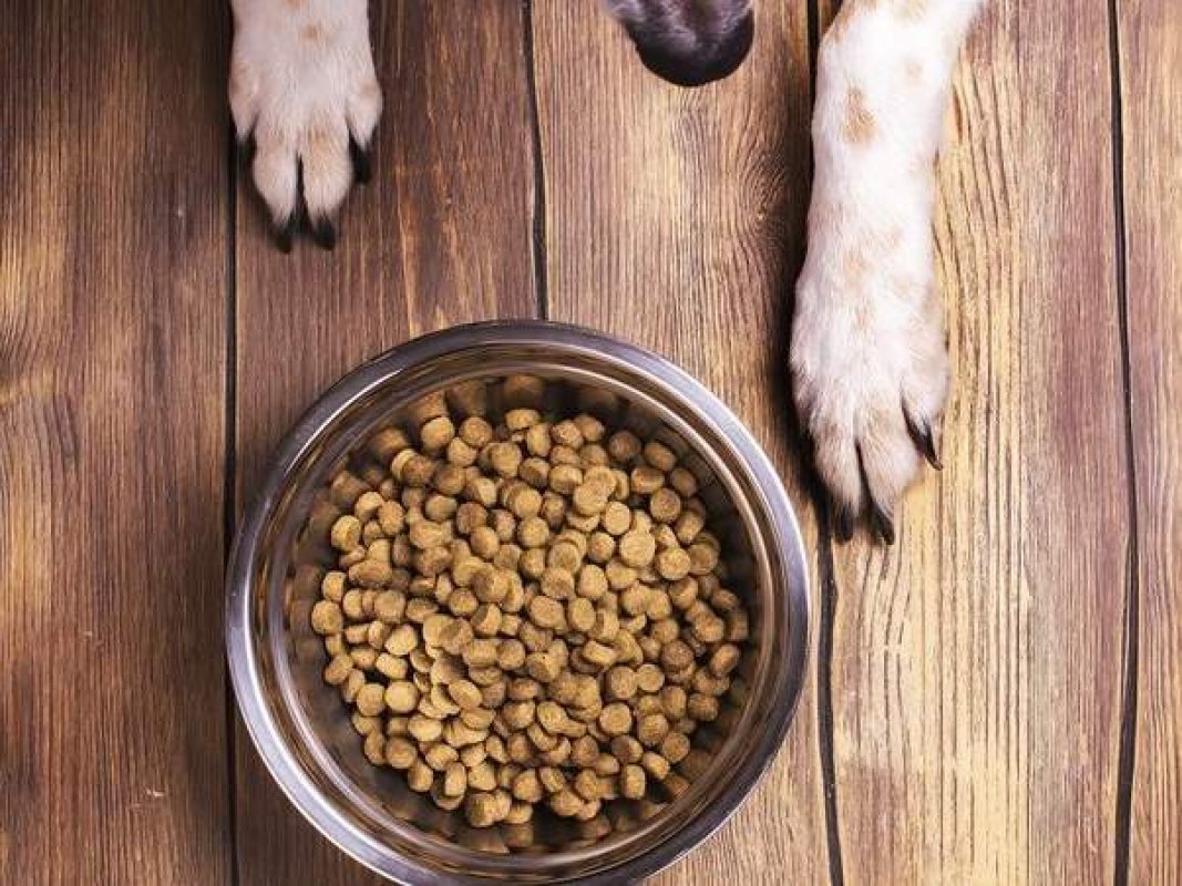 kvalitné krmivo pre psov