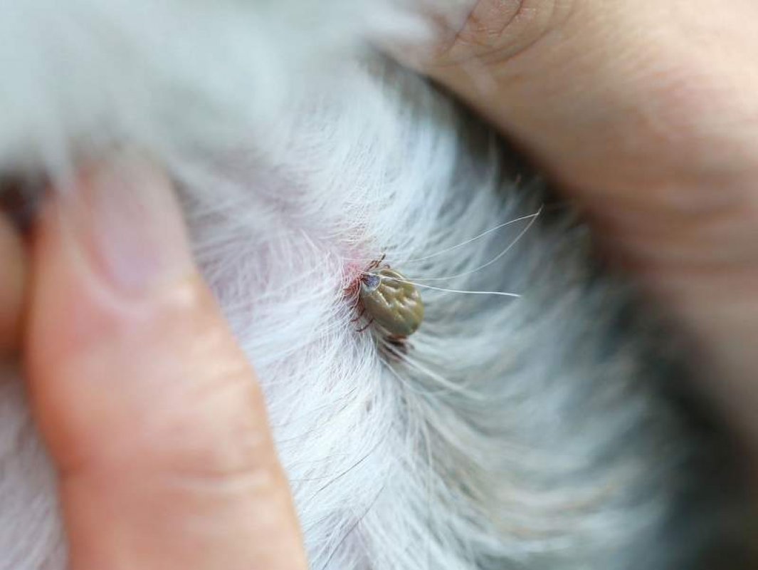 giardia u psov liecba)