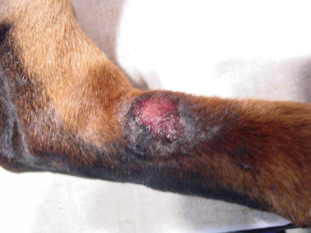 lízanie rany u psa - kožné problémy psov