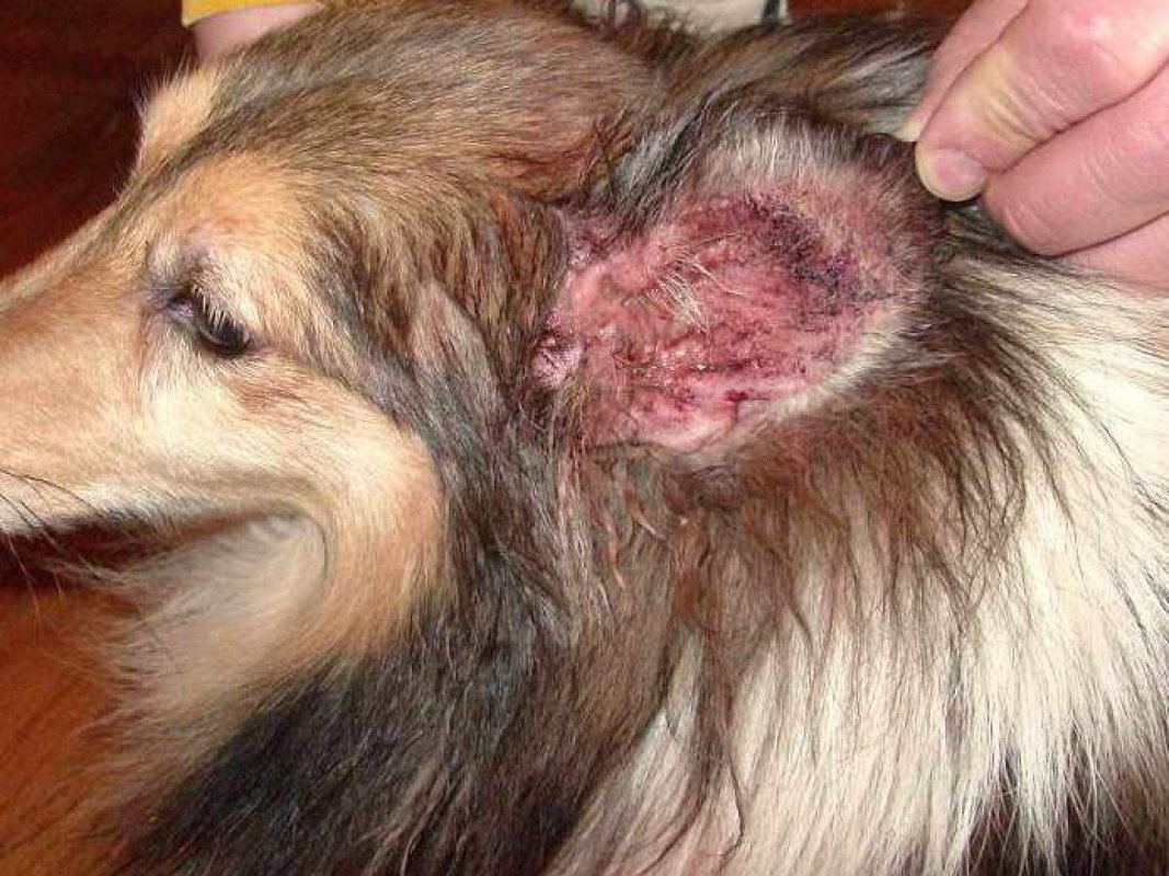 kvasinkové choroby kože u psa
