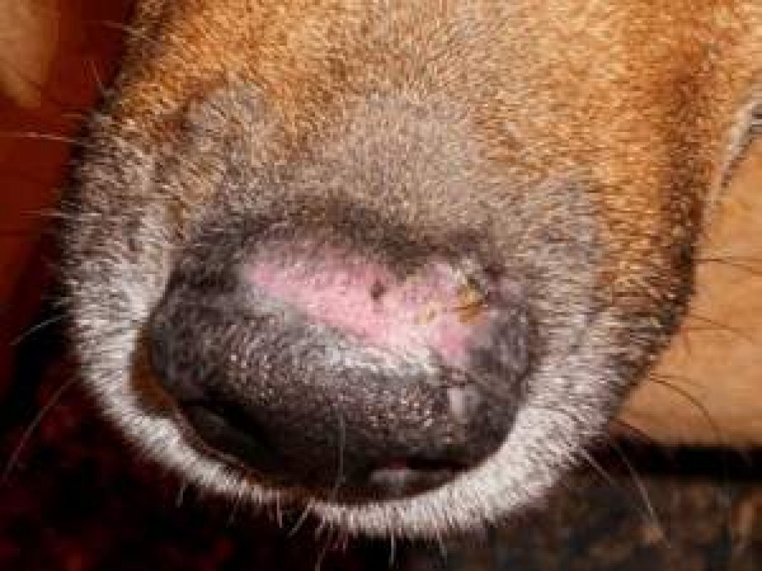 autoimunitné ochorenia kože u psov