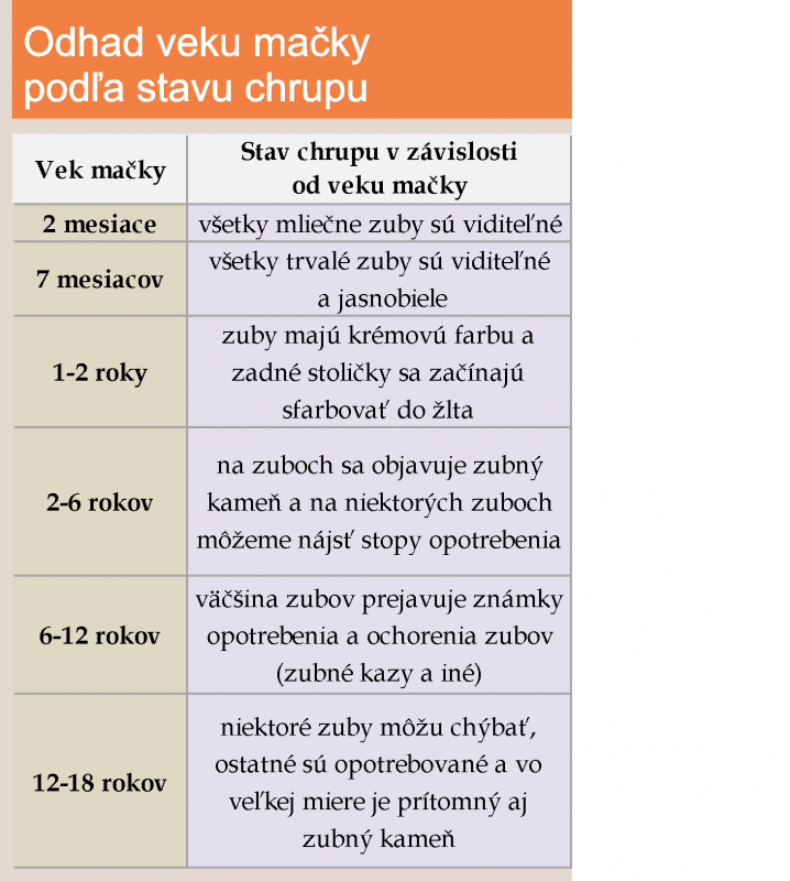 kolko rokov sa doziva macka 